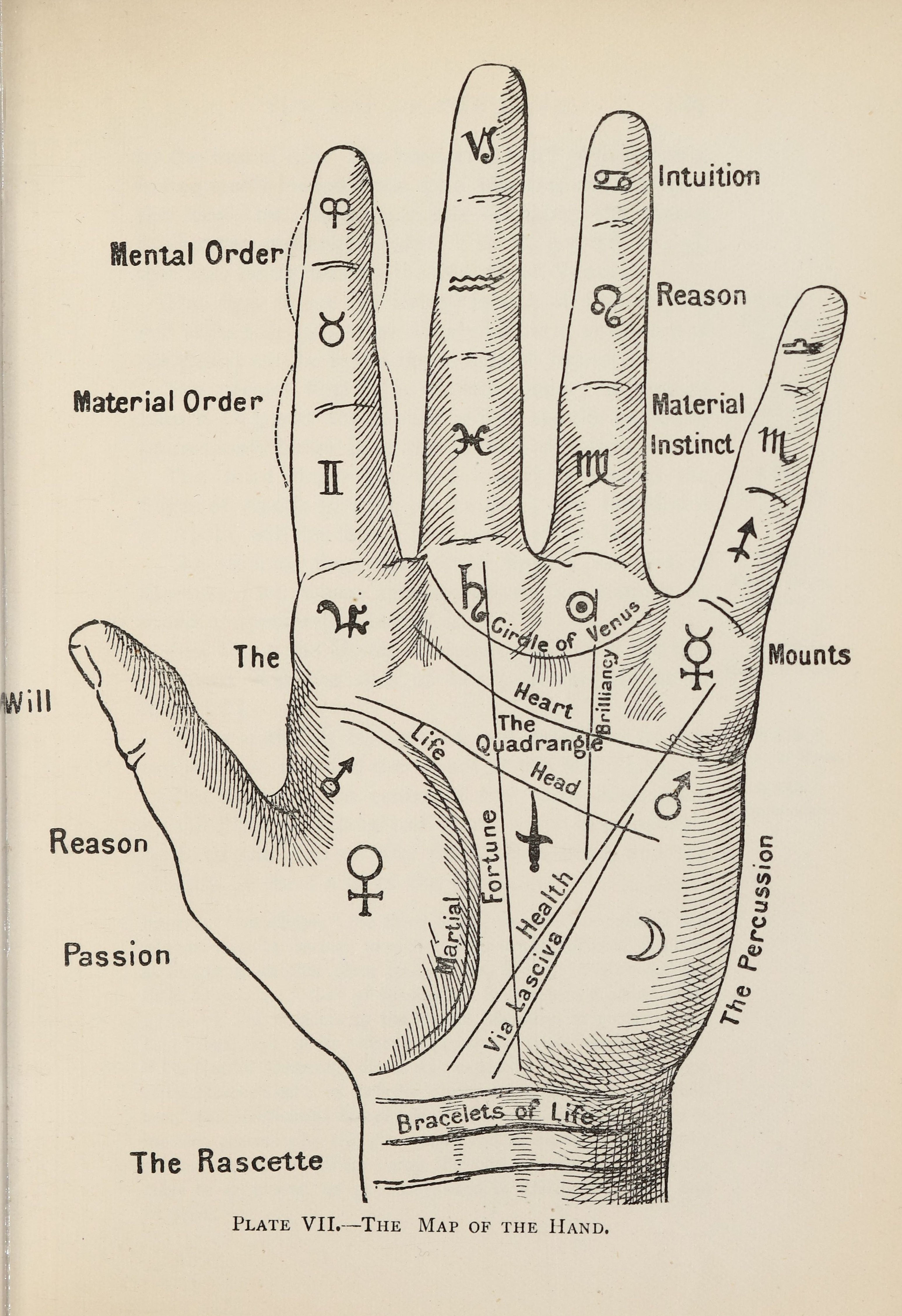 An annotated illustration of a palm.