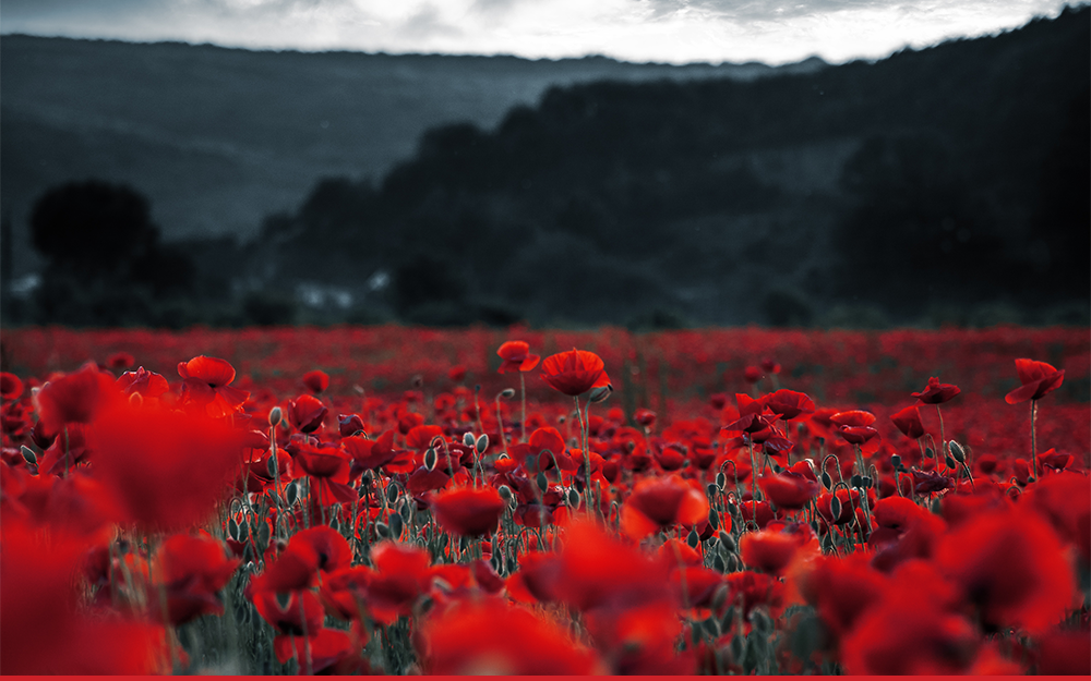 A dark image of hillside, with a field of bright red poppies in the foreground.