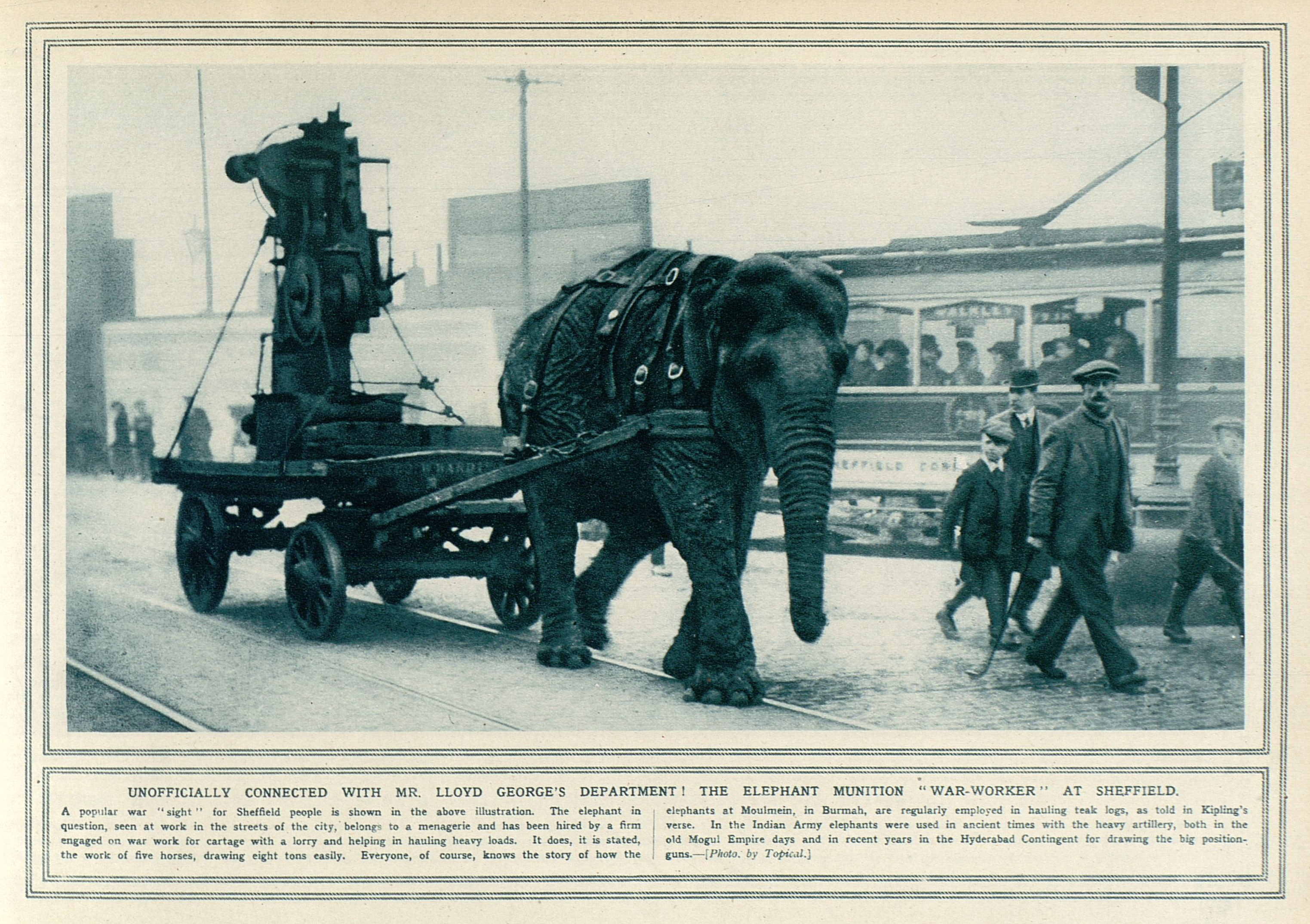 Lizzie, an Indian elephant, seen hauling a heavy load through the streets of Sheffield.