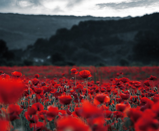 A dark image of hillside, with a field of bright red poppies in the foreground.
