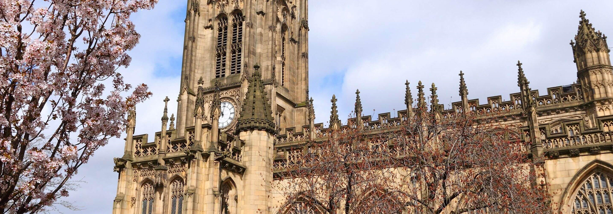 Manchester Cathedral, a gothic cathedral built in stone, with Cherry Blossoms in the foreground