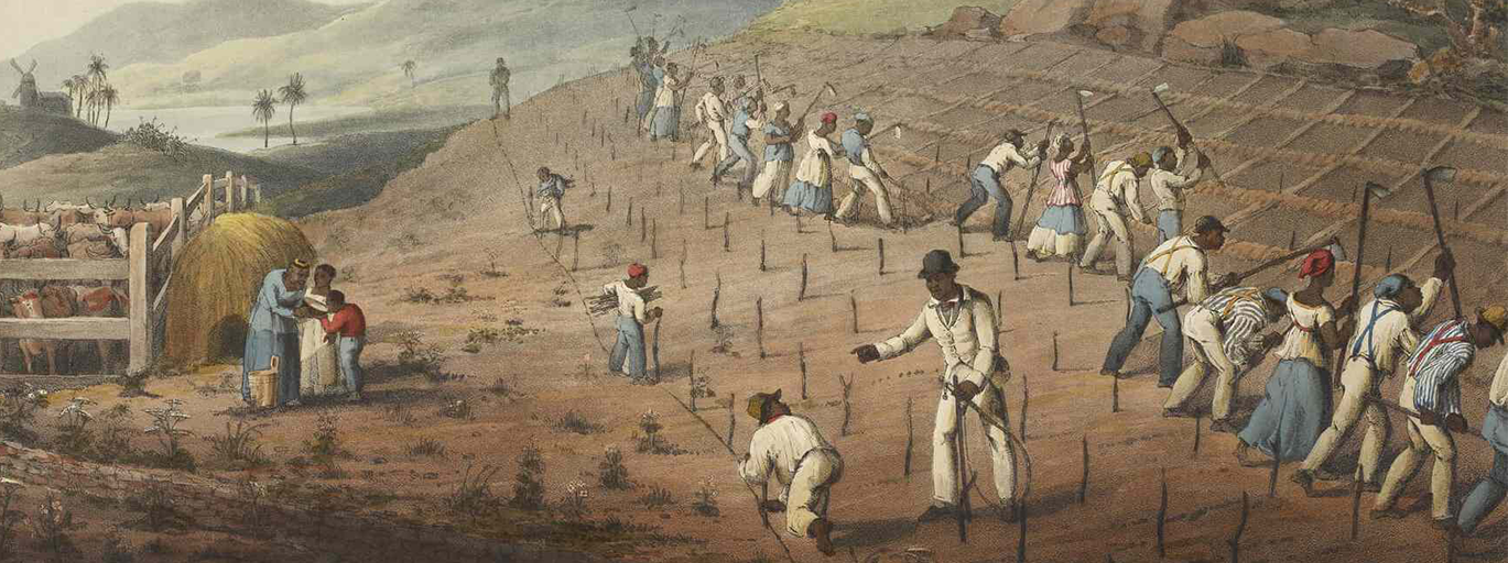 Rows of enslaved people digging cane holes on the Island of Antigua