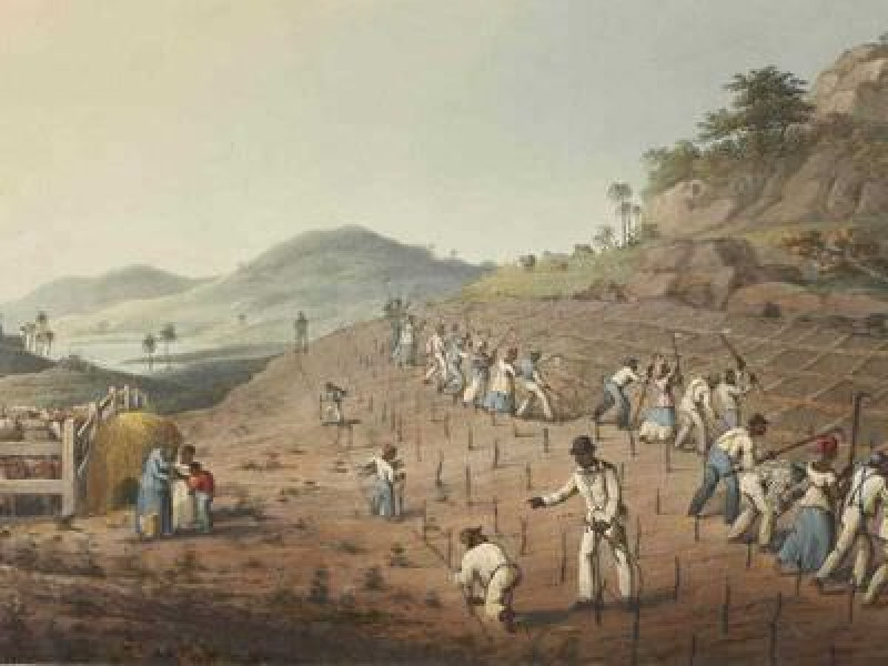 Rows of enslaved people digging cane holes on the Island of Antigua