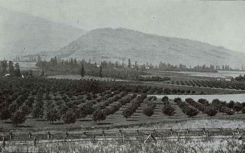 A photograph of a hillside, with a field with rows of small trees planted in the foreground, taken in 1905