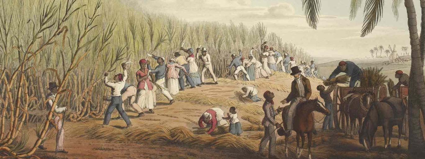 Enslaved people cutting down sugar cane.