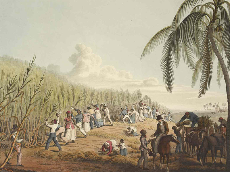 Enslaved people cutting down sugar cane.