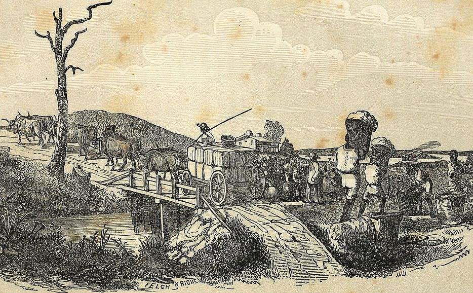 An engraving of enslaved people hauling cotton bales on to a wagon