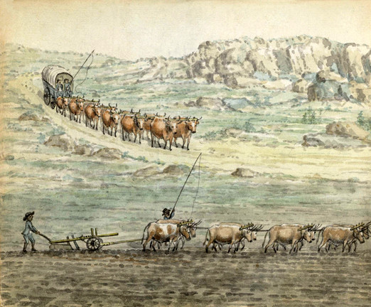 An illustration of twelve oxen drawing a cart, and eight pulling a plow on a Dutch settler's farm.