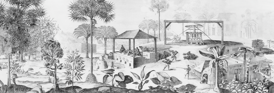 Sugar production in the West Indies in the 17th century used an evaporating furnace (pictured left), grinding mill driven by oxen (right), dwellings (lower right), and a large plantation house (upper right).