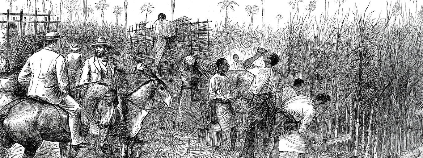 An engraving of cane being cut on a sugar plantation, 1876.