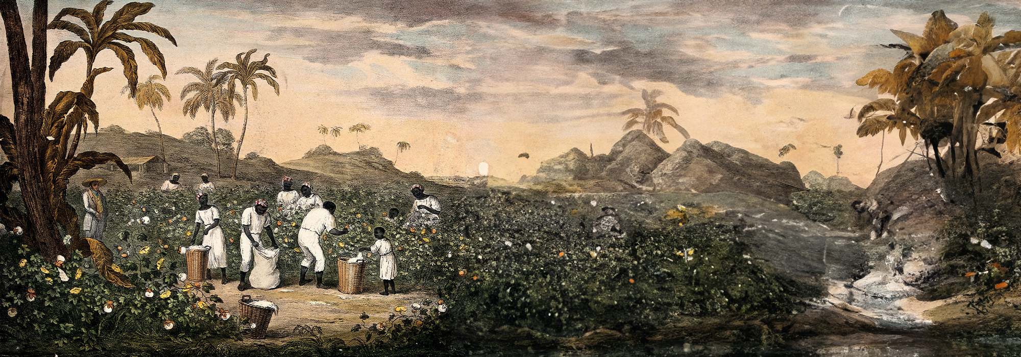 People with baskets and sacks pick cotton on a plantation.