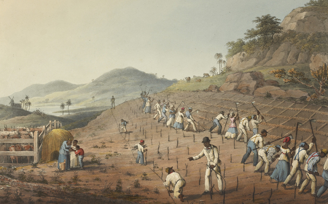 Enslaved people standing in rows using tools to dig cane holes.