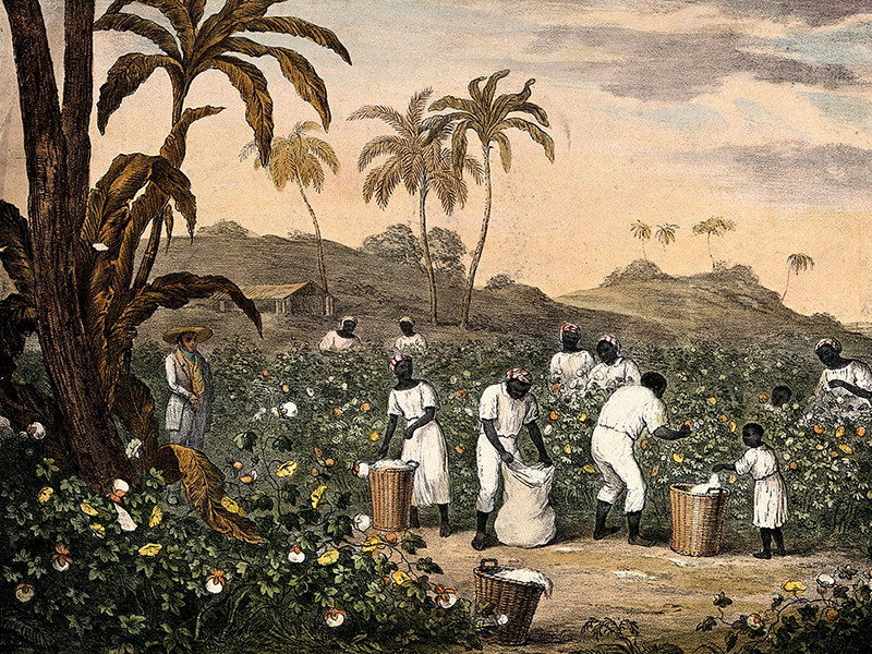 People with baskets and sacks pick cotton on a plantation.