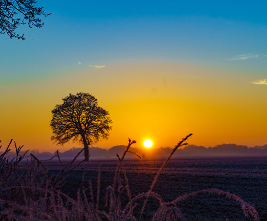 There is a silhouette of a tree in the foreground, and a blue and yellow sunset behind it. The sun is just about to disappear.