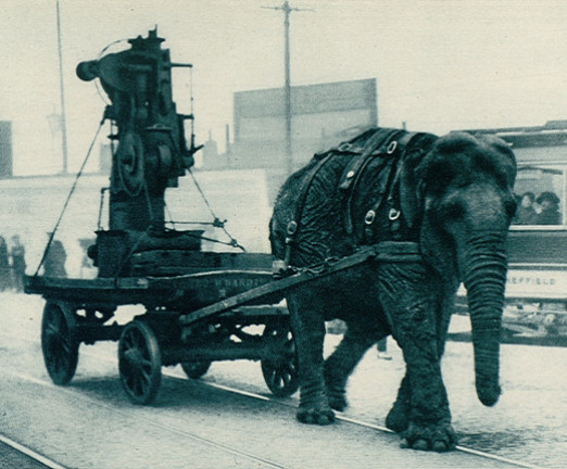 Lizzie, an Indian elephant, seen hauling a heavy load through the streets of Sheffield.